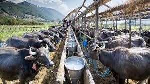 Buffalo Farm